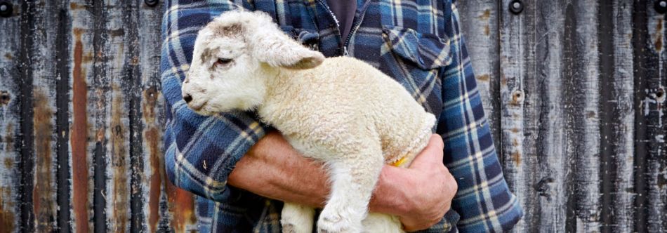 A photo of a lamb